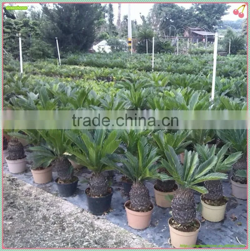 Cycas revoluta