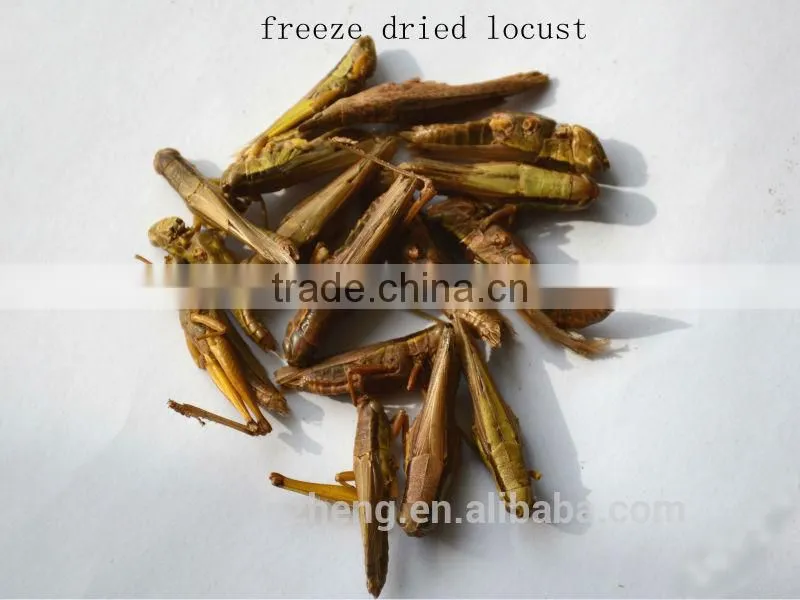 Dried locusts For Pet