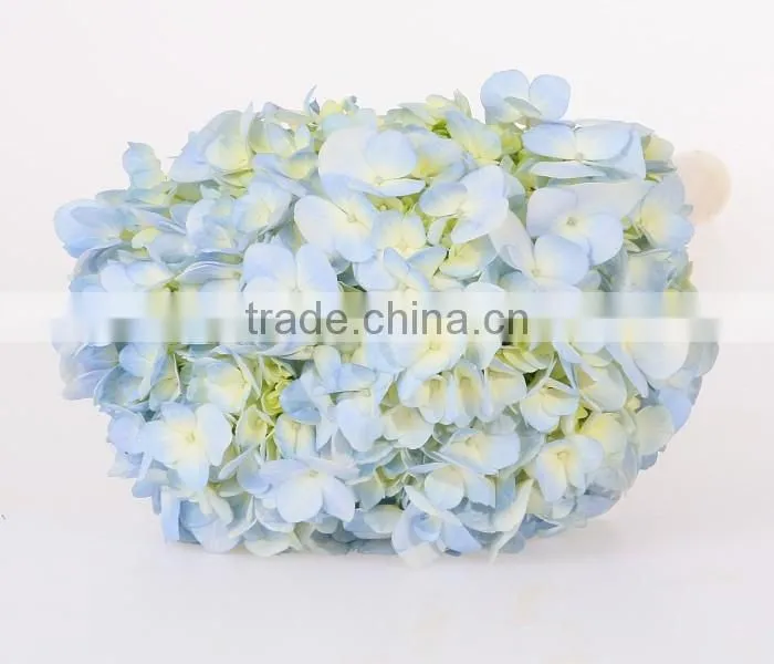 Wholesale Organic Fresh Cut Decorative Colorful Flowers Perfect For Mother's Day Hydrangea Flower