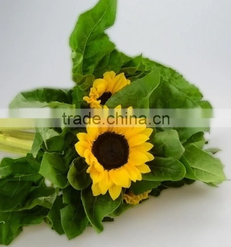 Good quality new products blue fresh cut sunflowers