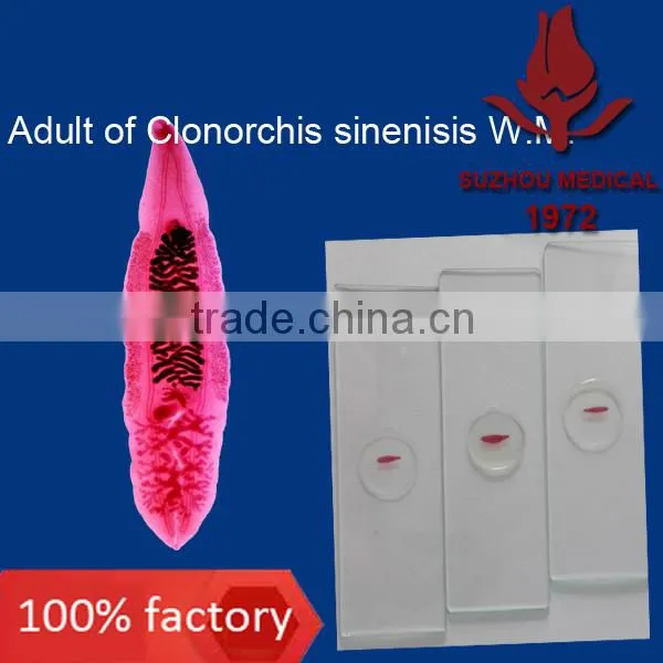 Microscope prepared slides parasite slides