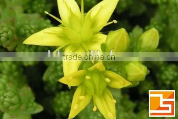 epimedii powder for sex enhance