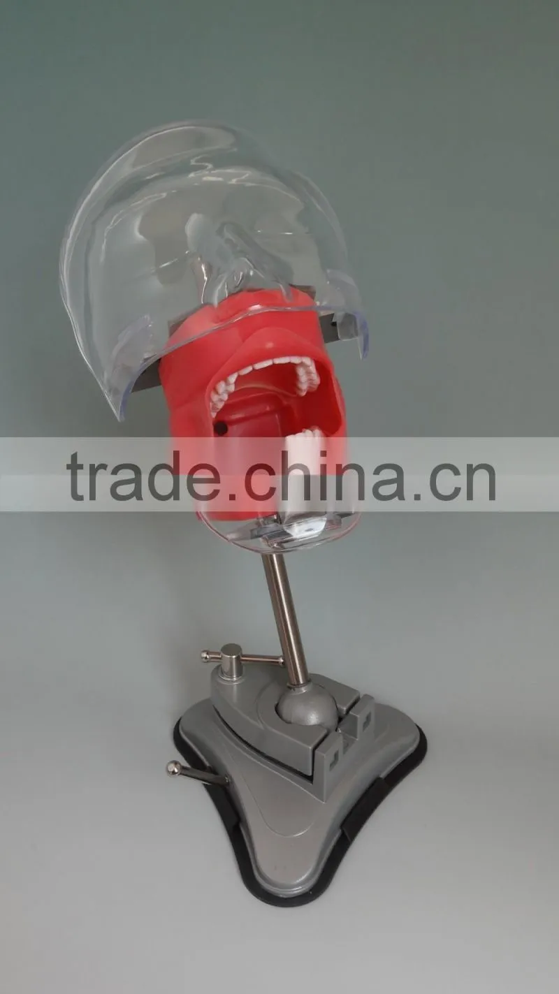 Multifunctional Simple head mold dental model