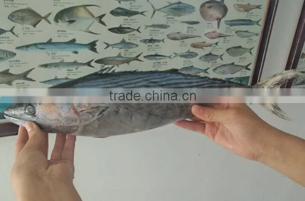 Middle size frozen skipjack fish on sale