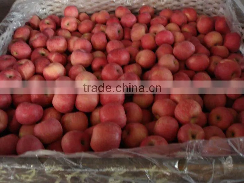 Chinese Fresh Fuji Apple Price