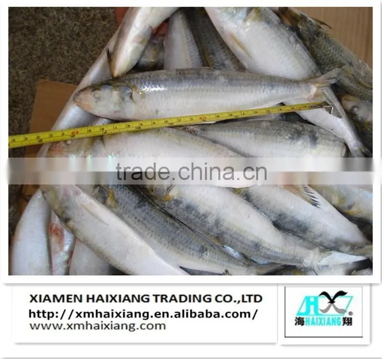 Frozen mackerel prices