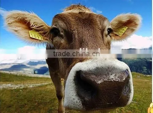 Cattle Reflective Ear Tag 78*56 mm cattle ear tag
