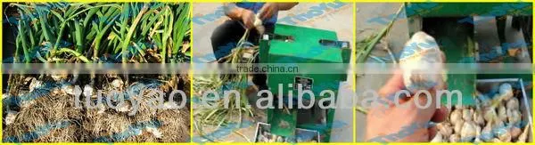 Salable Fresh Garlic Grading Machine 0086 15937167907