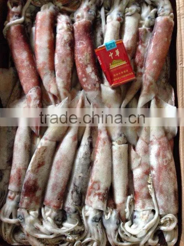 Whole Round Frozen Squid Todarodes Pacificus
