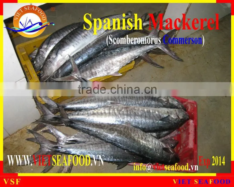 W/R FROZEN SPANISH MACKEREL