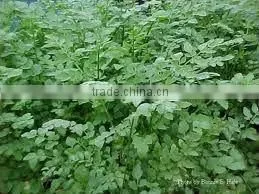 Celery Seed Oil (Fresh & Pure)