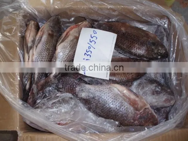 black tilapia tilapia gutted and scaled cleaning tilapia