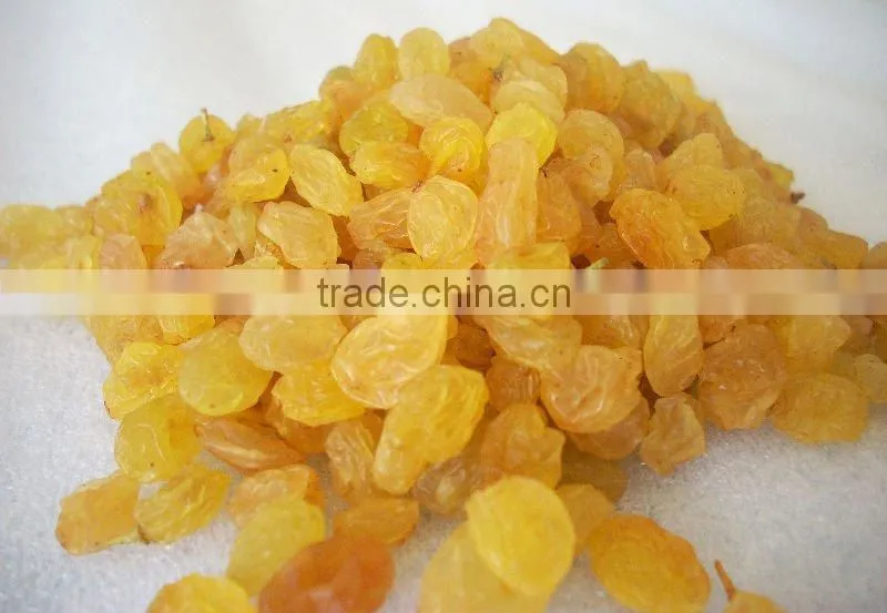 INDIAN EXPORTER YELLOW RAISIN