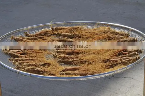 Red Ginseng Tails