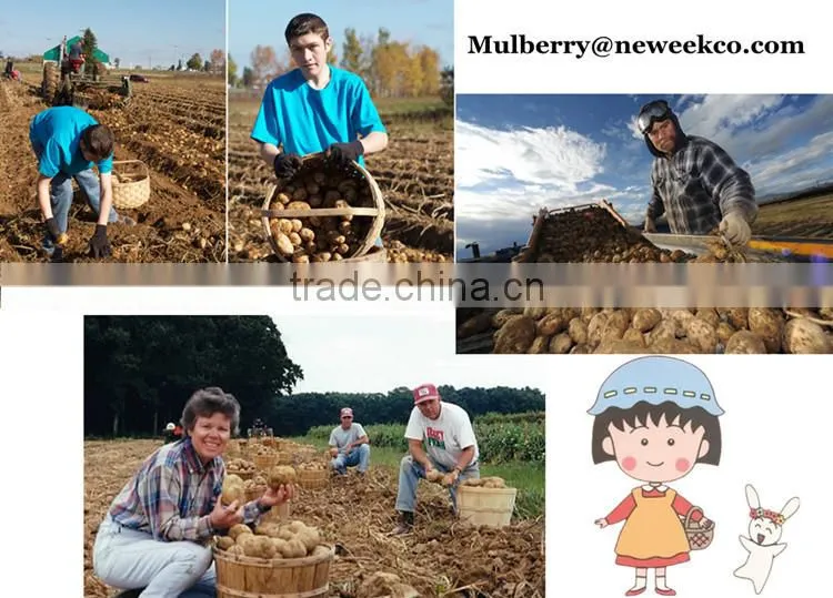 Neweek agricultural tractor mounted groundnut harvesting machine for sale