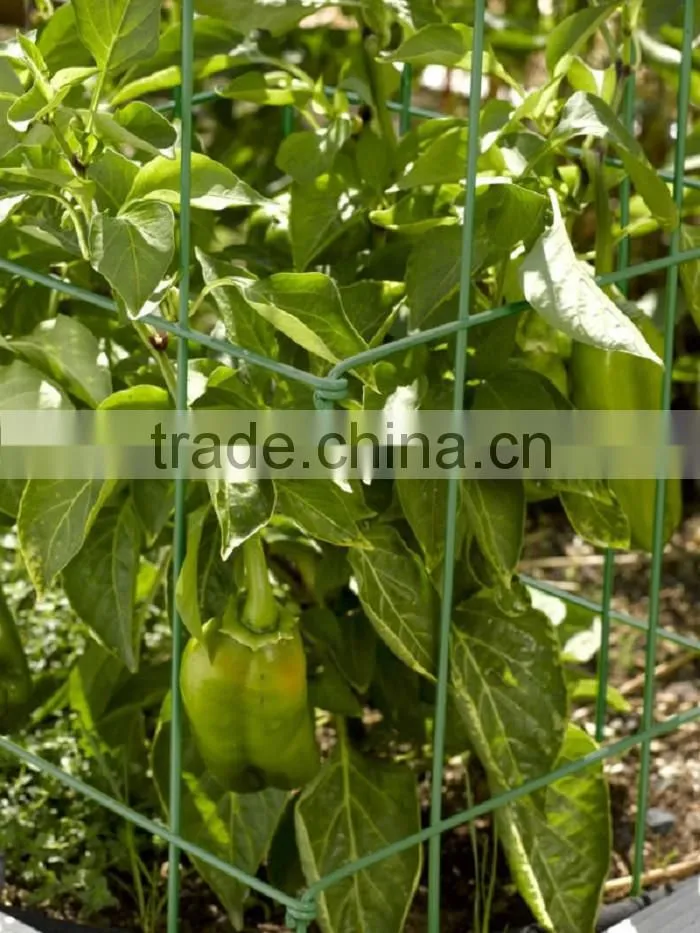 Folding plant tomato support cages