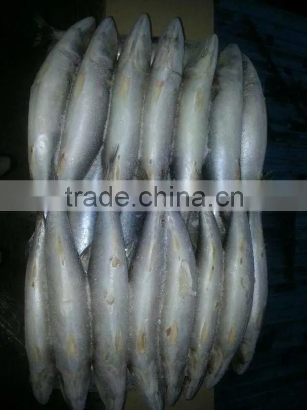 Grade A WR frozen mackerel 300-400g.