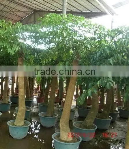 Heteropanax fragrans (Roxb.) Seem of indoor outdoor ornamental bonsai plants