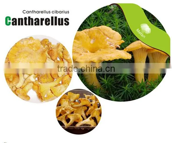 Frozen Grade A Chanterelles Mushrooms