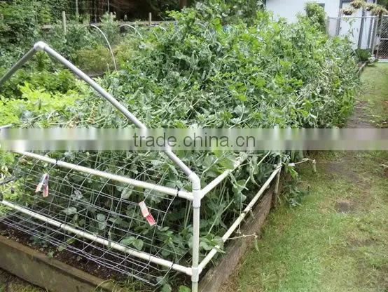 the growing of climbing plant, like pea & bean ---trellis netting