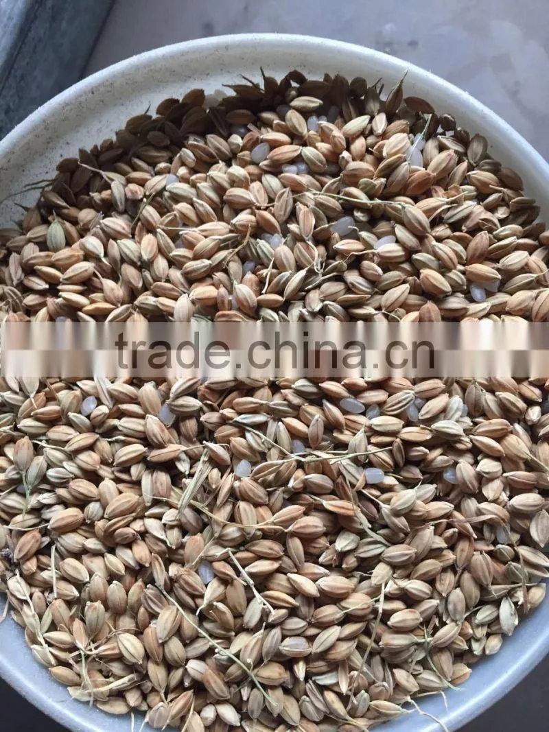 Grain polisher