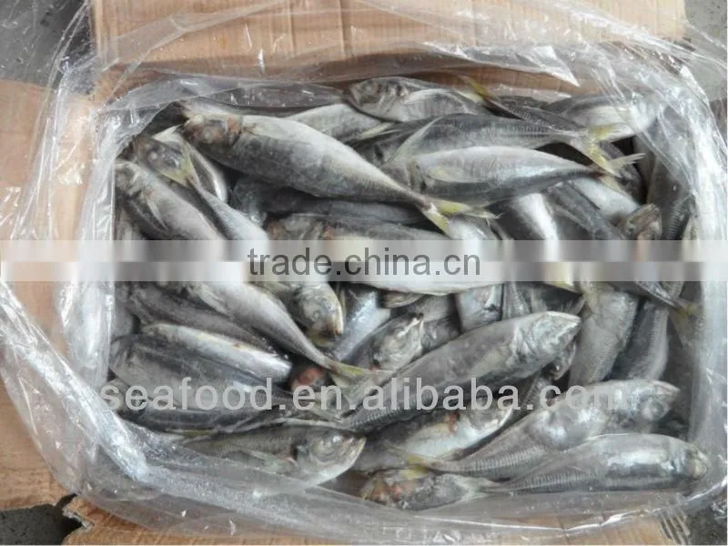 cheap horse mackerel (big size) fillet