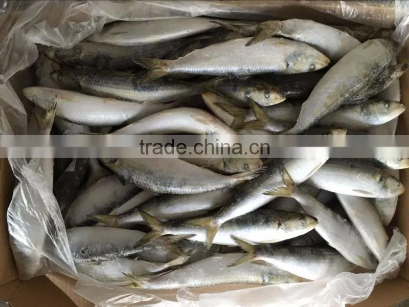 sea frozen sardine fish
