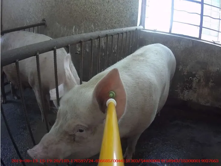 stick reader for pig.png