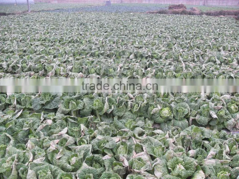 NEWSUN Anti-Cold foliar fertilizer for improving cold resistance of crops