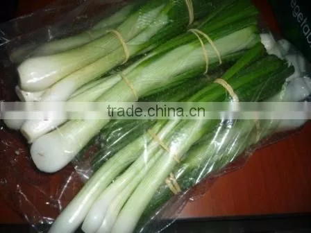 Spring Onion