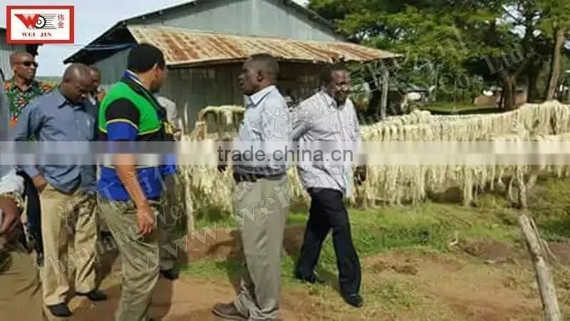 ZGM-4402 Sisal Fiber Extractor Machine 2t/h In Kenya