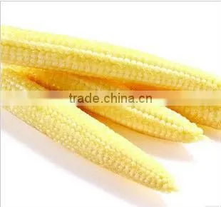 canned baby corn in brine