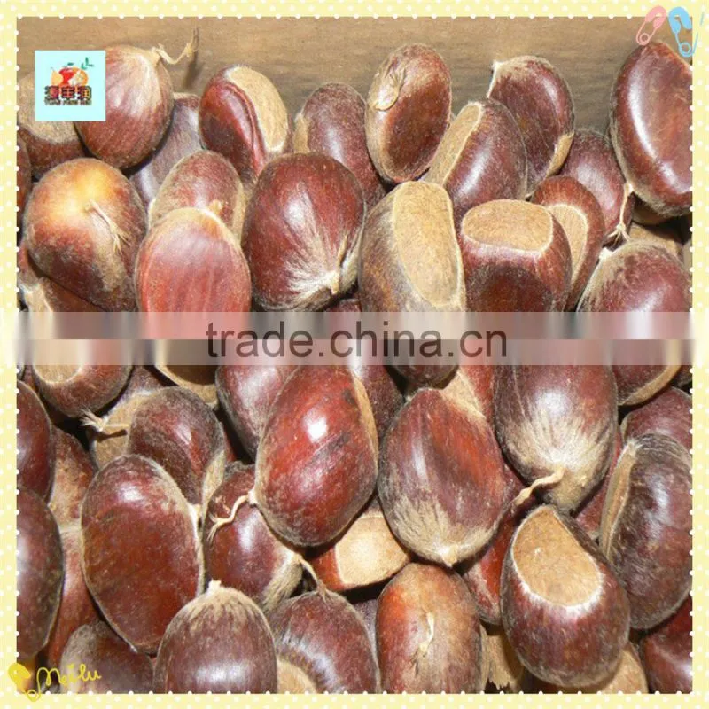 The best Chinese Chestnuts Species--Fresh Chestnut for sale
