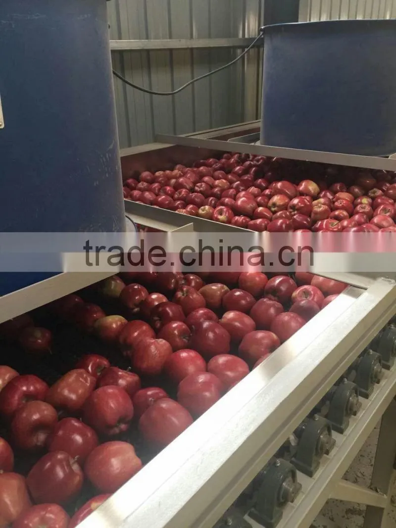 Pome fruit product type and fresh style red delicious apple fresh huaniu apple