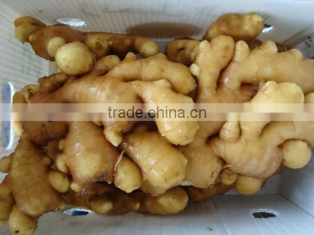 VIETNAM FRESH GINGER SIZE 150 UP