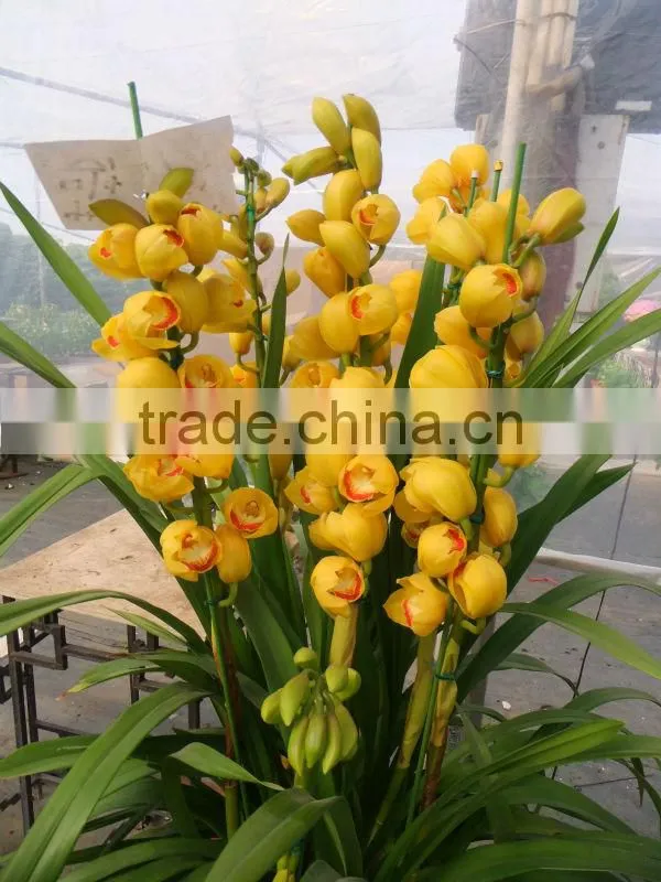 Cymbidium seedlings