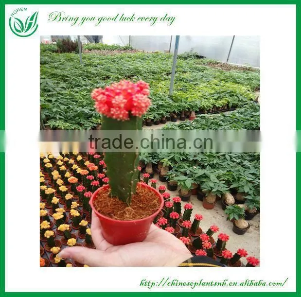 mini cactus