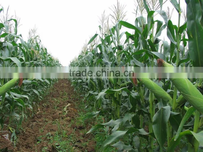 Buy Factory calcium ammonium nitrate granular fertilizer