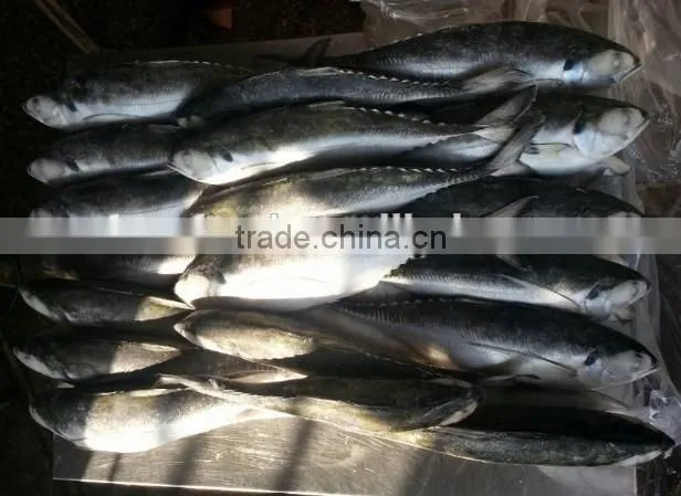 Whole Round Frozen Jack Mackerel