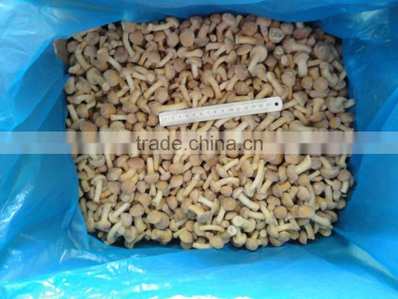 cheap good quality frozen new nameko mushroom wholesale price
