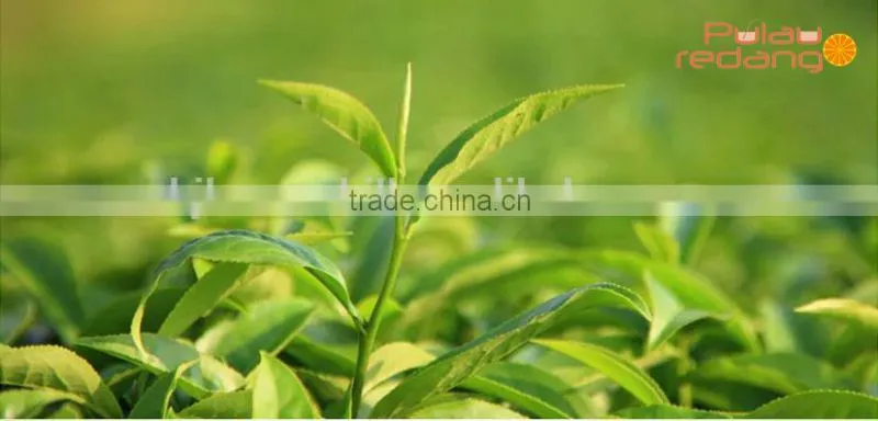 Chinese natural Jasmine tea bag