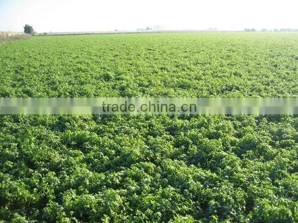 Spain High Quality and Best Quality Dirty Wool