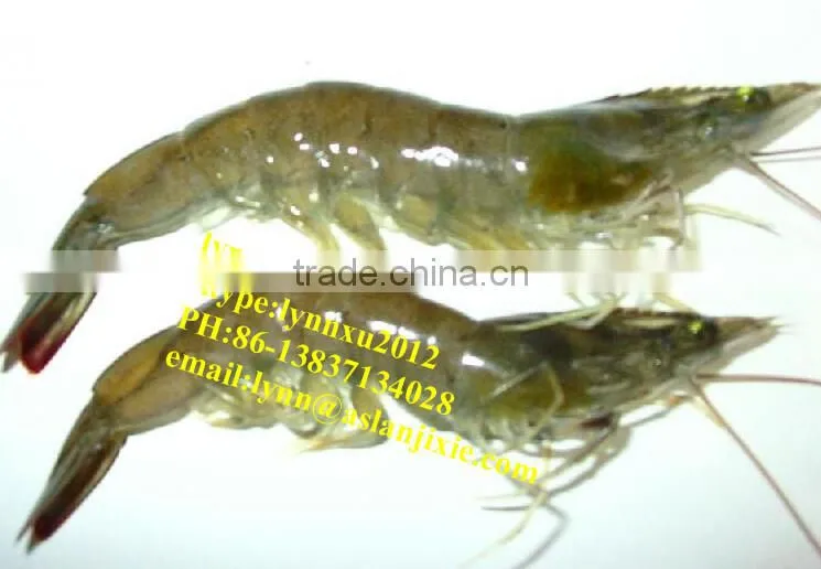 shrimp grading machine/automatic Prawn grader