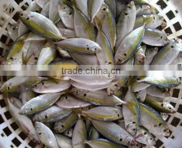 new products ,Horse Mackerel ( yellow tail scad)