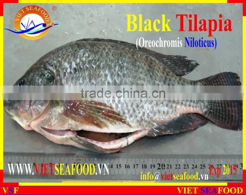 FROZEN BLACK TILAPIA WHOLE ROUND