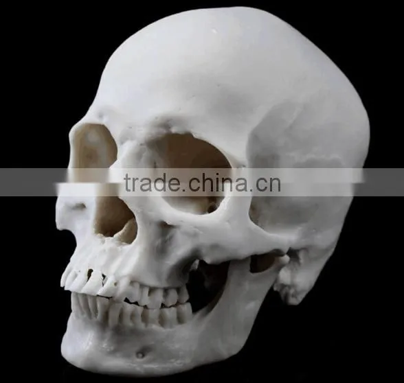 Human Resin Skull Model for Halloween