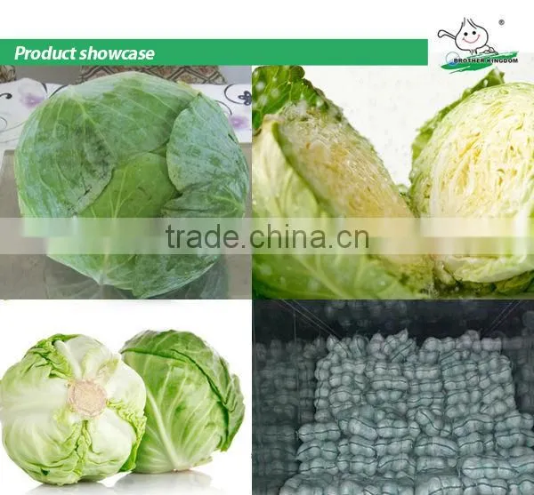 Fresh green cabbage/Cabbage from China/New crop cabbage