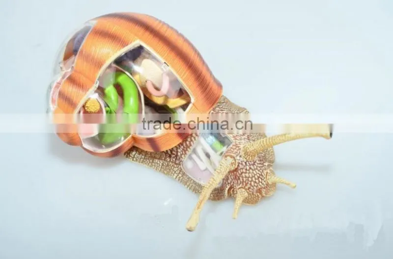 V-AM055 4D MASTER Snail specimens anatomical model