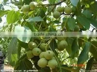 Fctory supply improve brain capsules walnut oil capsules, walnut oil