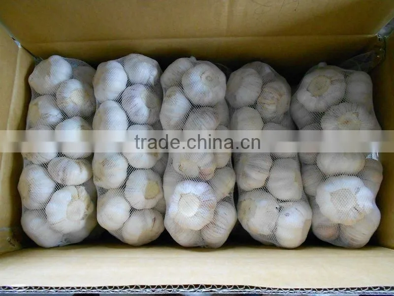 Pure White Fresh Garlic